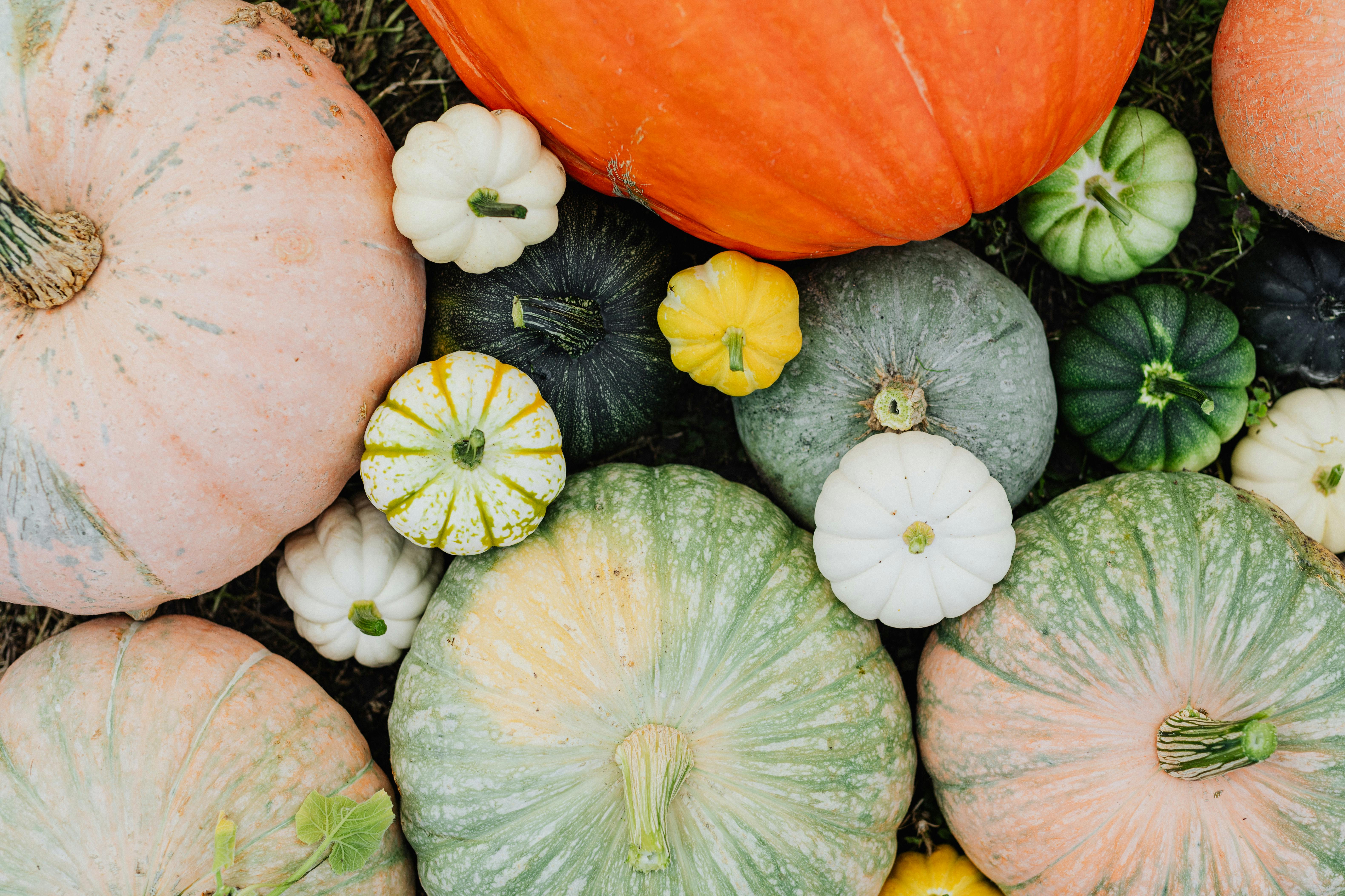 Fresh Pumpkins