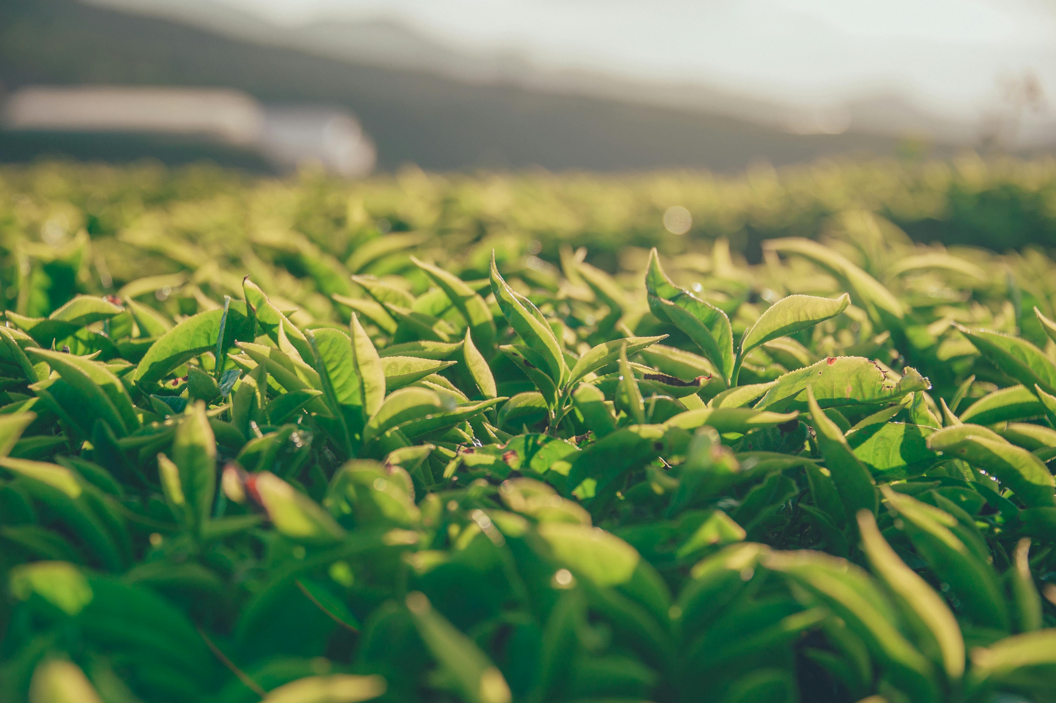 Premium Tea Leaves